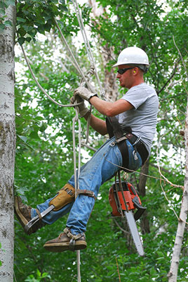 boerne tree service pros arborist