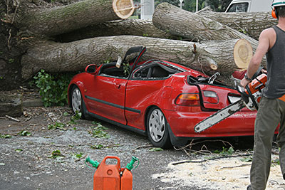 boerne tree service pros emergency tree service boerne, tx