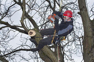 boerne tree service pros tree pruning