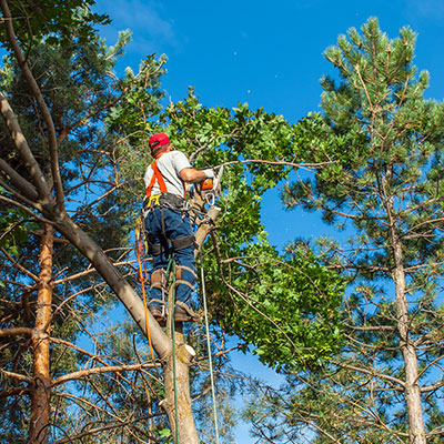 boerne tree service pros tree trimming