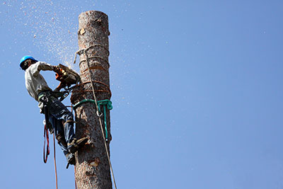 boerne tree service pros tree removal